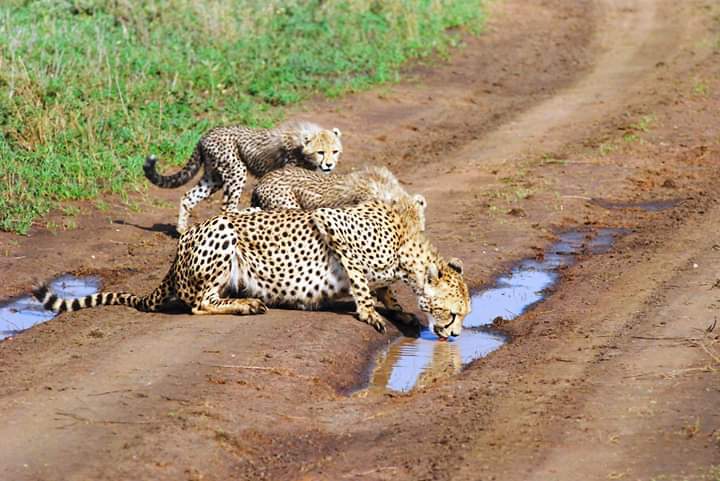 Kilimanjaro climb, Safari & Zanzibar - Manyara National park