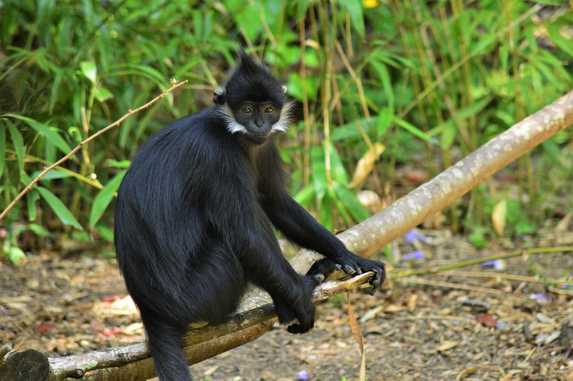 Kilimanjaro climb, Safari & Zanzibar - Colobus Monkey