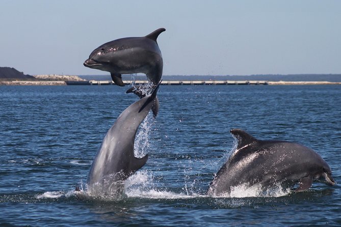 Dolphin watching portugal