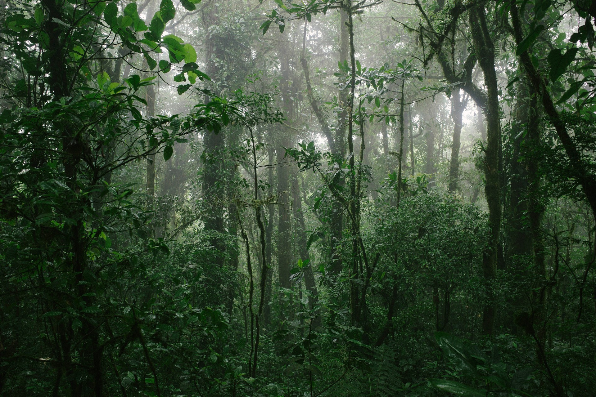 Latin America just created its second-largest nature reserve – and it’s bigger than some countries!