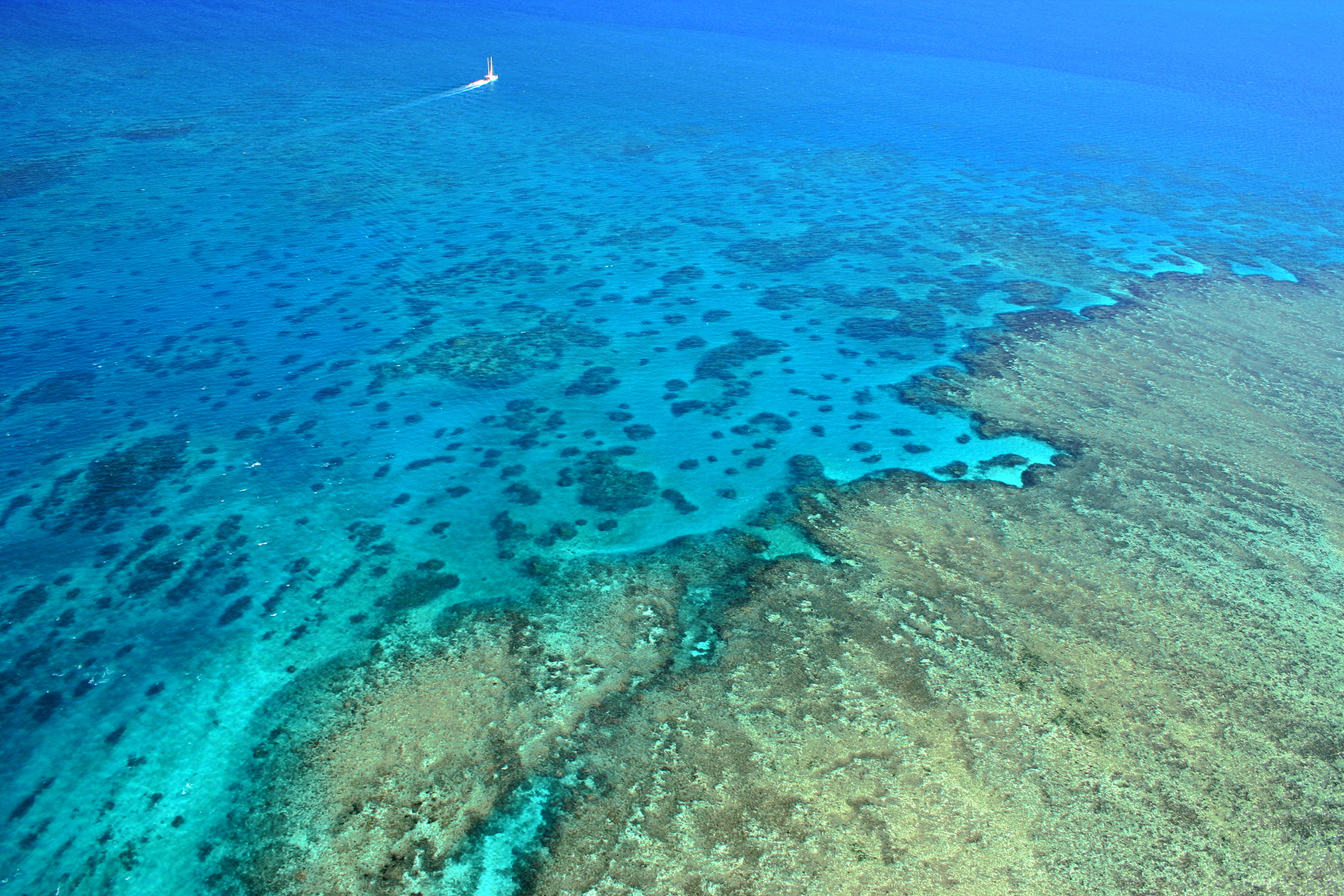 Great barrier reef5